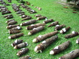 TalaThumb0020.jpg