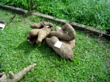 TalaThumb0021.jpg