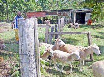 Father Lasaqa with sheep