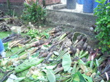 TalaThumb0004.jpg