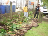 TalaThumb0006.jpg