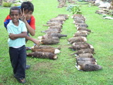 TalaThumb0007.jpg