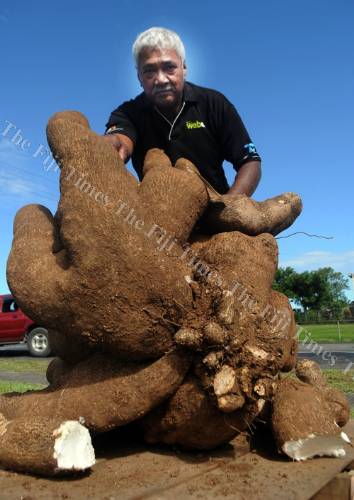 Ravai's Winning yam