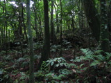 TalaThumb0008.jpg