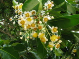 TalaThumb0010.jpg