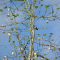 TalaThumb0011.jpg