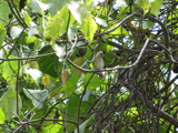 TalaThumb0013.jpg