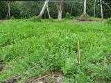 TalaThumb0021.jpg