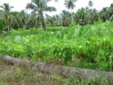 TalaThumb0023.jpg