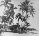 TalaThumb0010.jpg