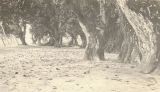 TalaThumb0023.jpg